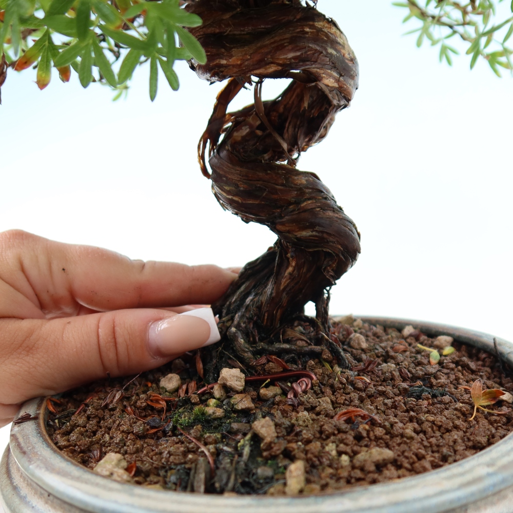 Venkovní bonsai-Mochna křovitá - potentila fruticosa 