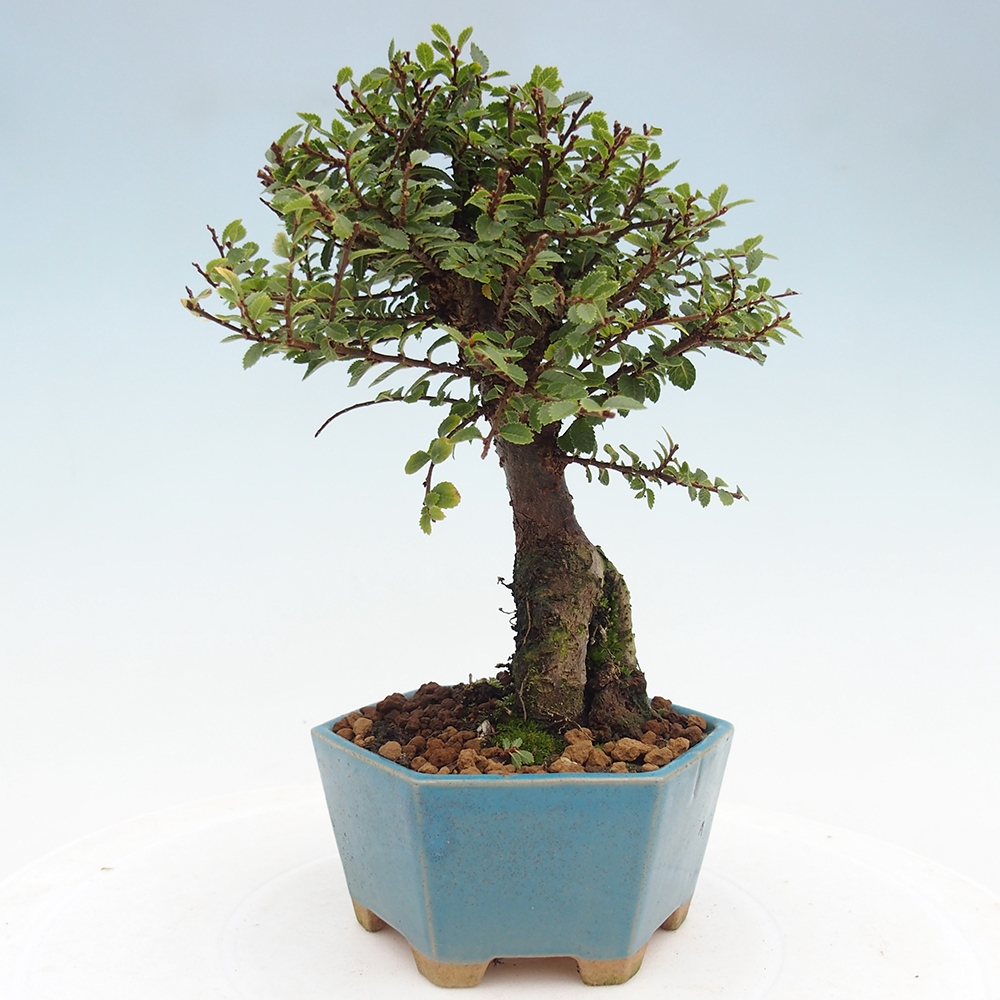 Venkovní bonsai - Ulmus parvifolia Hokkaido - jilm Čínský