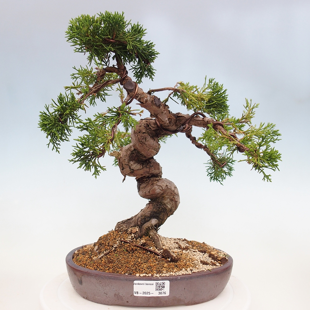 Venkovní bonsai - Juniperus chinensis Itoigawa -Jalovec čínský