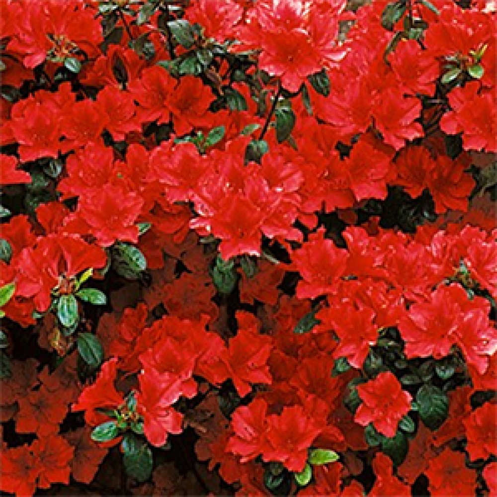 Venkovní bonsai - Japonská azalka - Azalea Benibeni