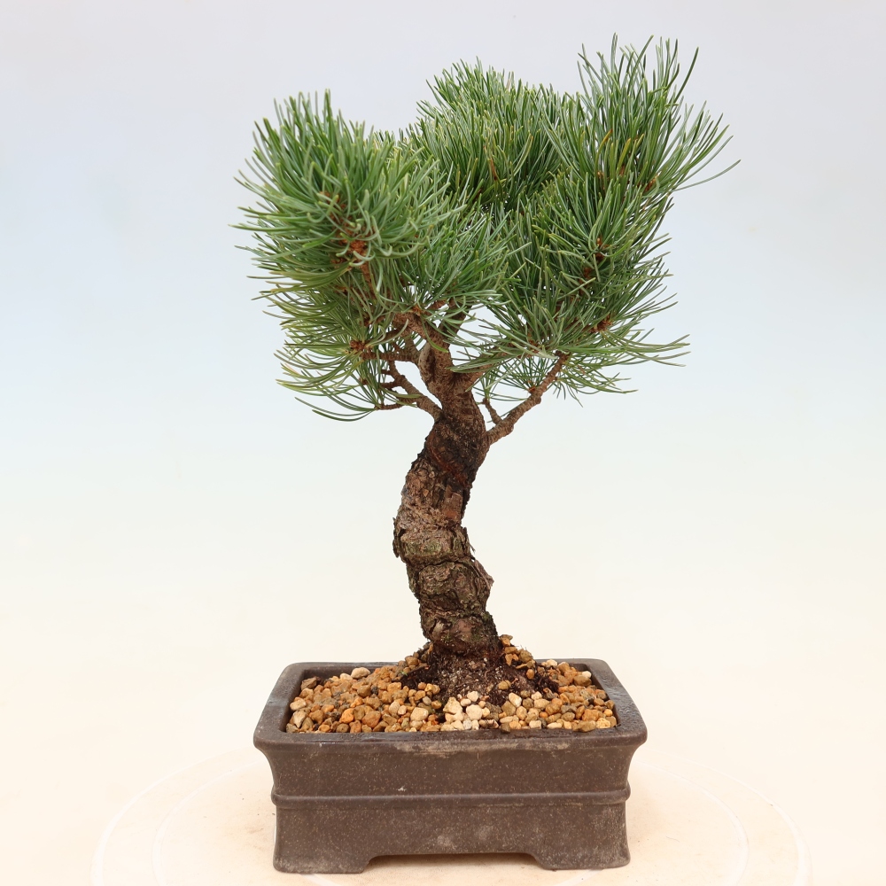 Venkovní bonsai - Pinus parviflora - Borovice drobnokvětá