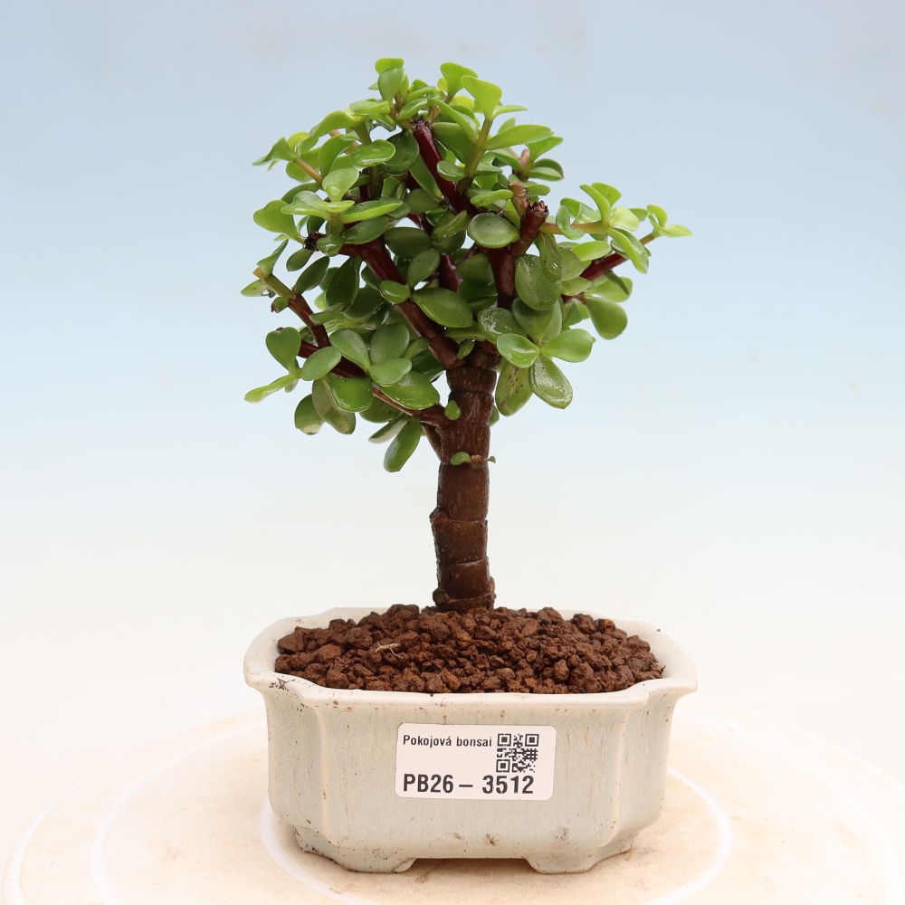 Pokojová bonsai - Portulakaria Afra - Tlustice