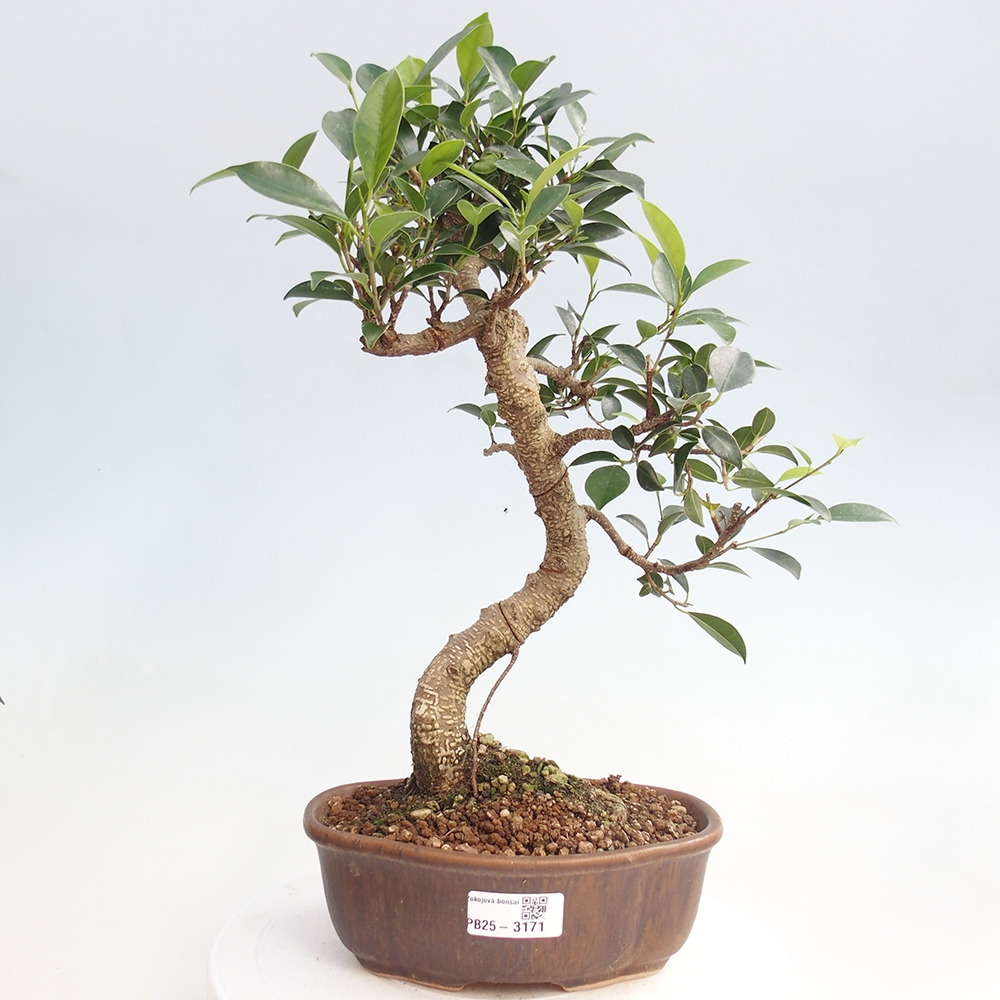 Pokojová bonsai - Ficus retusa -  malolistý fíkus
