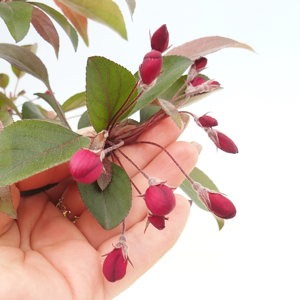 Venkovní bonsai -Malus domestica - Maloplodá jabloň červenolistá
