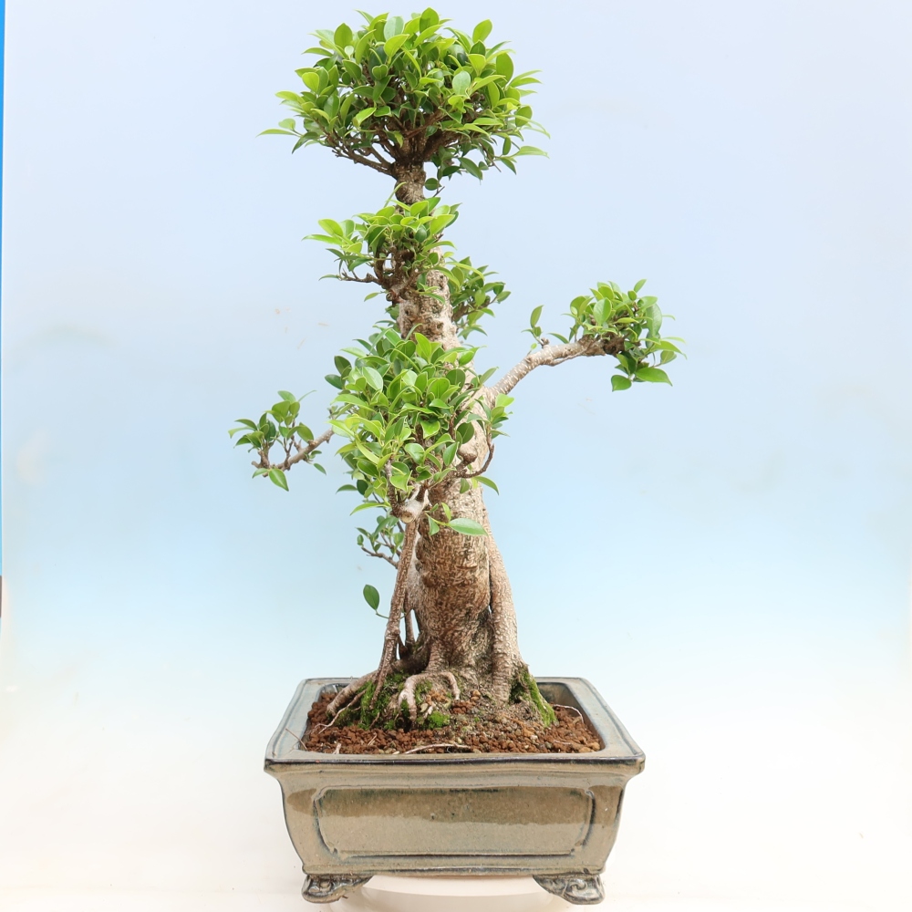 Pokojová bonsai - Ficus kimmen -  malolistý fíkus