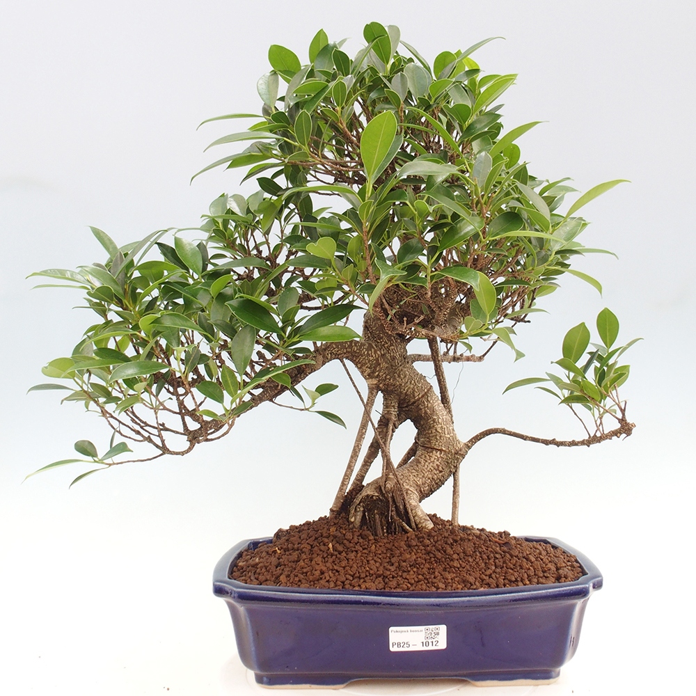 Pokojová bonsai - Ficus kimmen -  malolistý fíkus