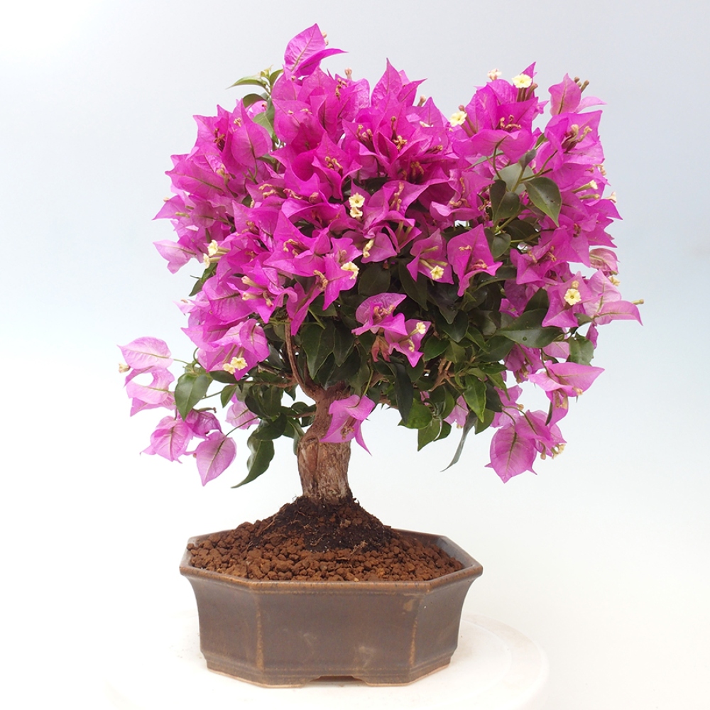 Pokojová bonsai - Bouganwilea