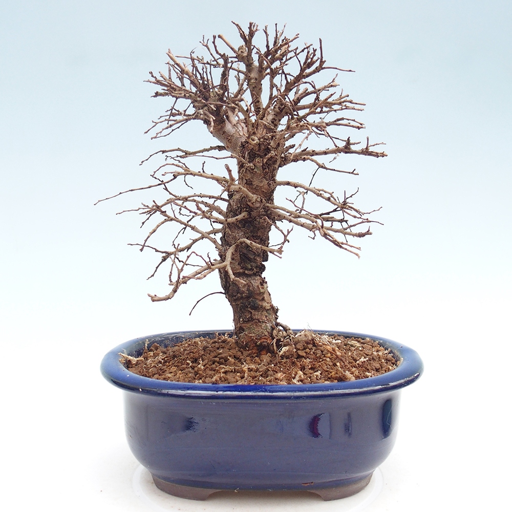Venkovní bonsai - Zelkova - Zelkova NIRE