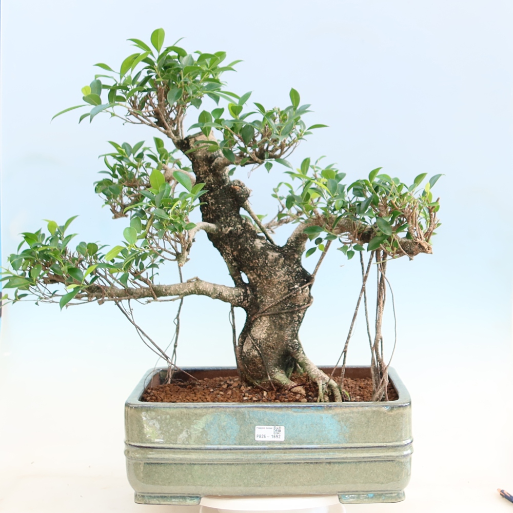Pokojová bonsai - Ficus kimmen -  malolistý fíkus
