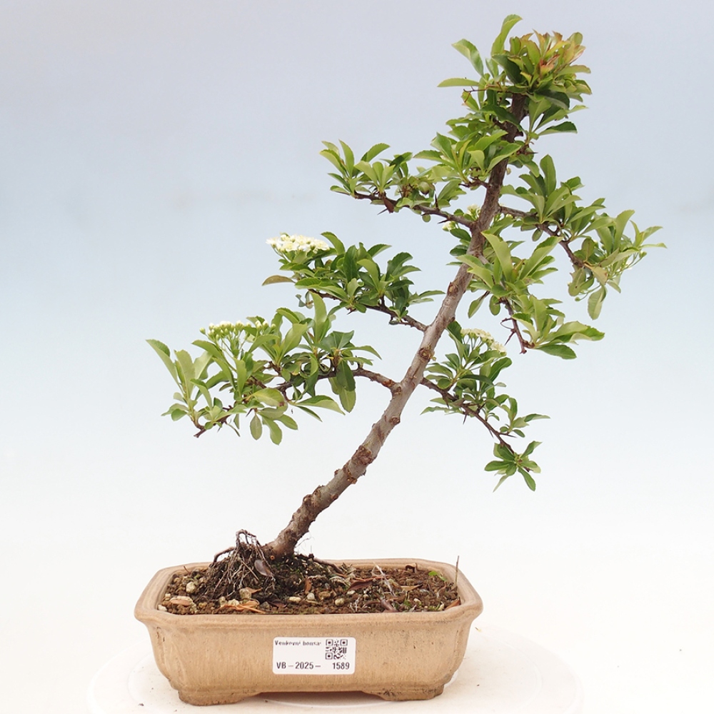 Venkovní bonsai-Pyracanta Teton -Hlohyně
