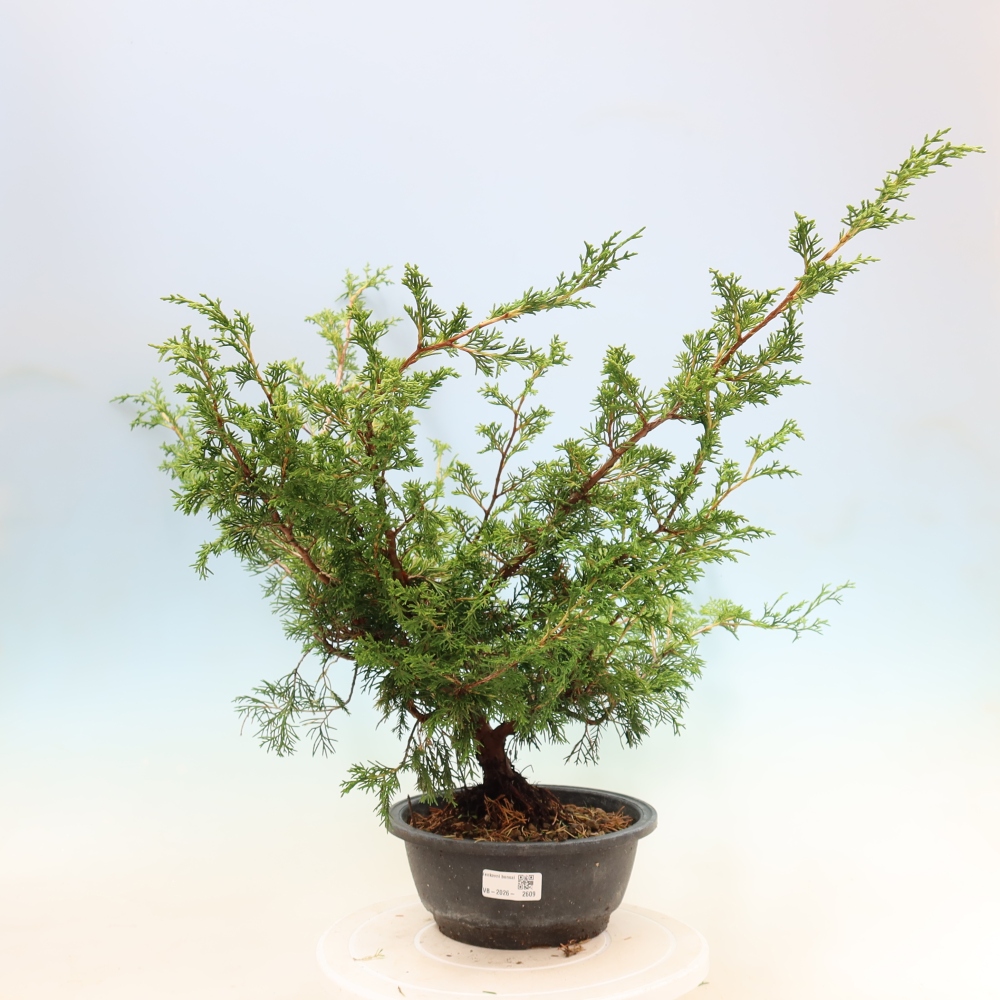 Venkovní bonsai - Juniperus chinensis Itoigawa -Jalovec čínský