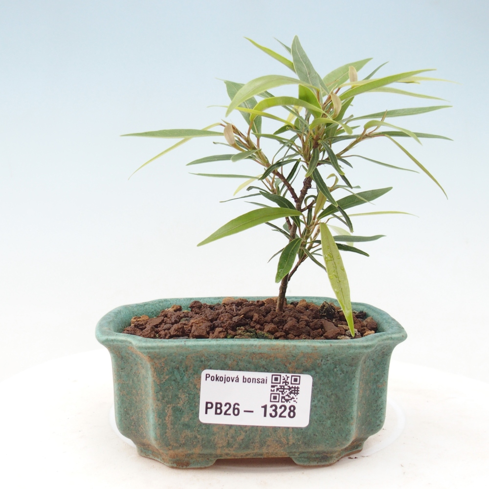 Pokojová bonsai - Ficus nerifolia -  malolistý fíkus