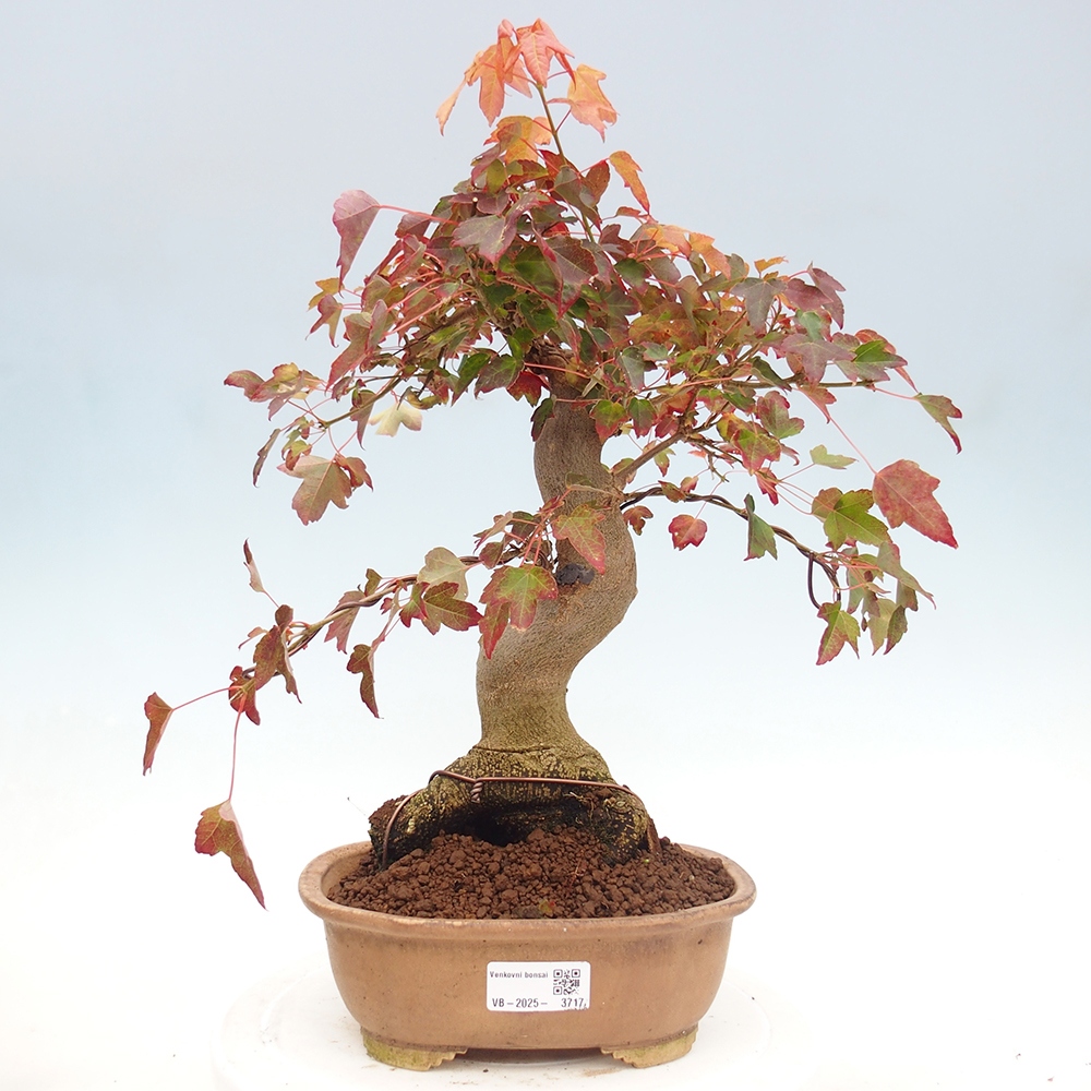Venkovní bonsai - Acer Buergerianum - Javor Burgerův