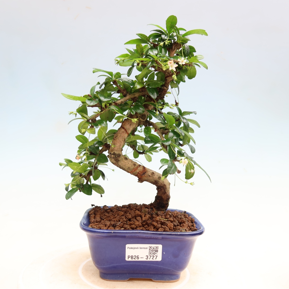 Pokojová bonsai - Carmona macrophylla - Čaj fuki