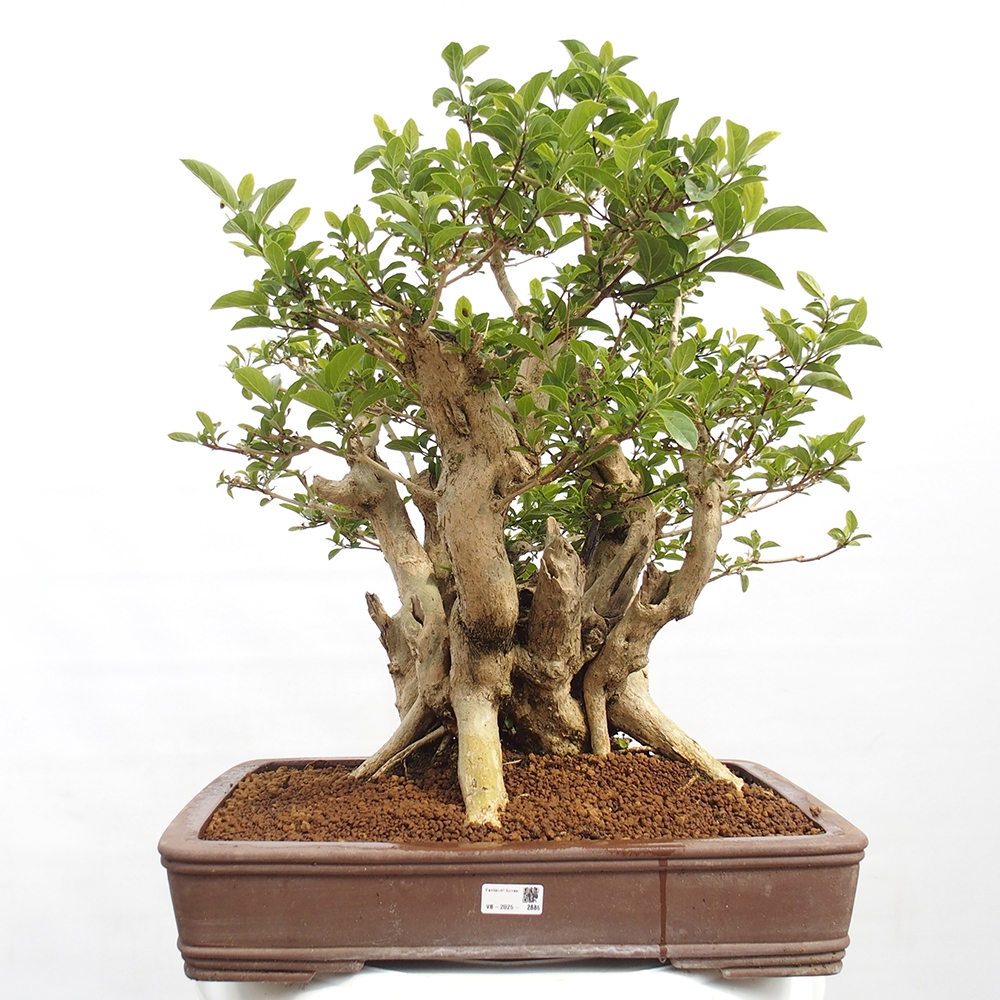 Pokojová bonsai - Premna serratifolia  - Kozlovoň malolistá