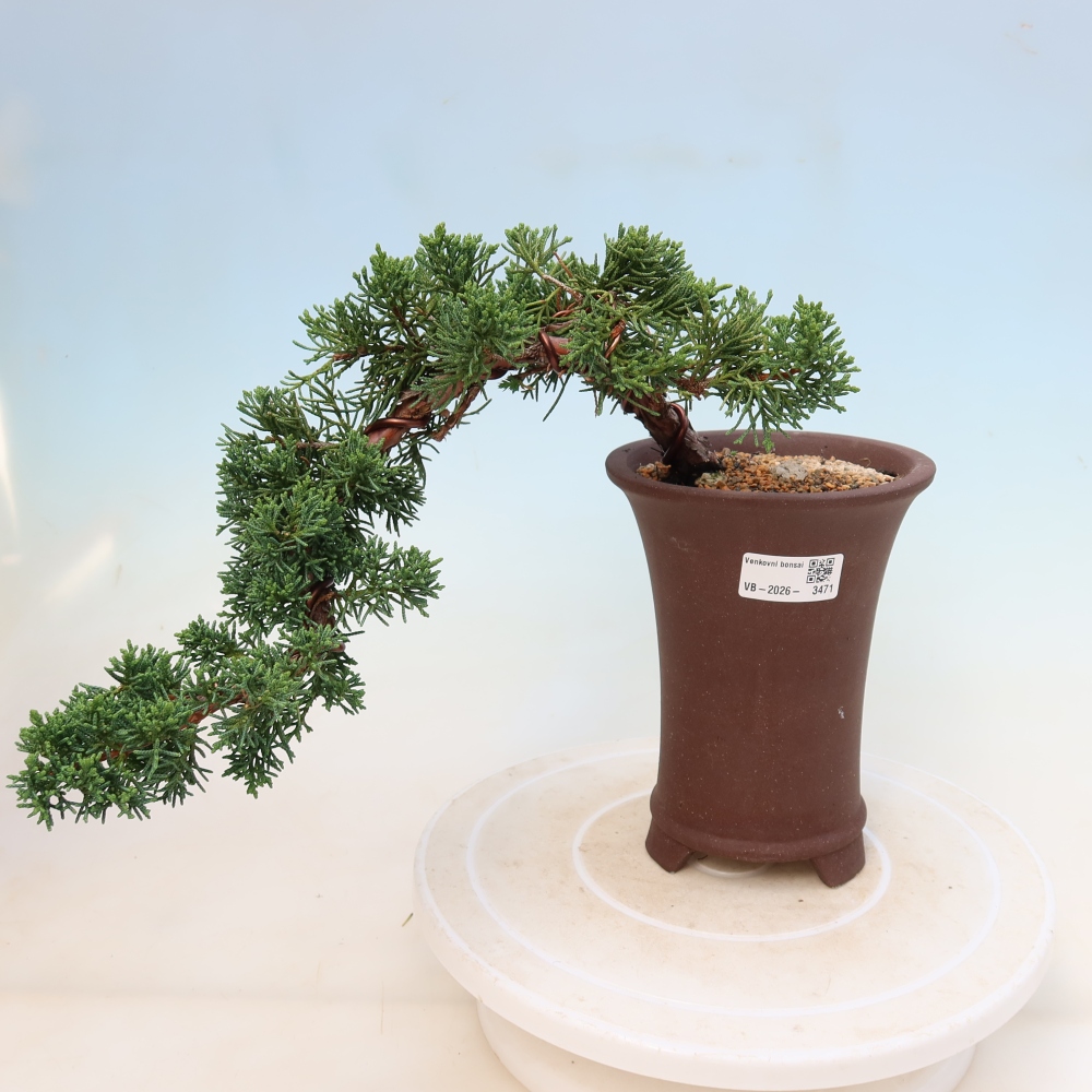 Venkovní bonsai - Juniperus chinensis Kishu -Jalovec čínský