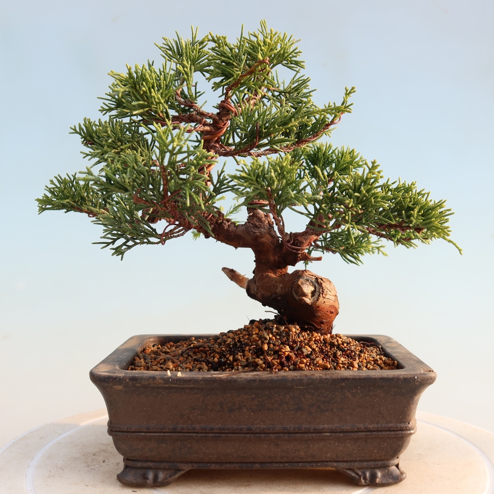 Venkovní bonsai - Juniperus chinensis Itoigawa -Jalovec čínský