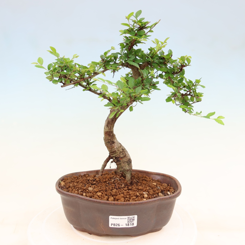 Pokojová bonsai - Ulmus parvifolia - Malolistý jilm