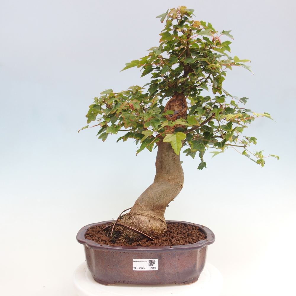 Venkovní bonsai - Acer Buergerianum - Javor Burgerův