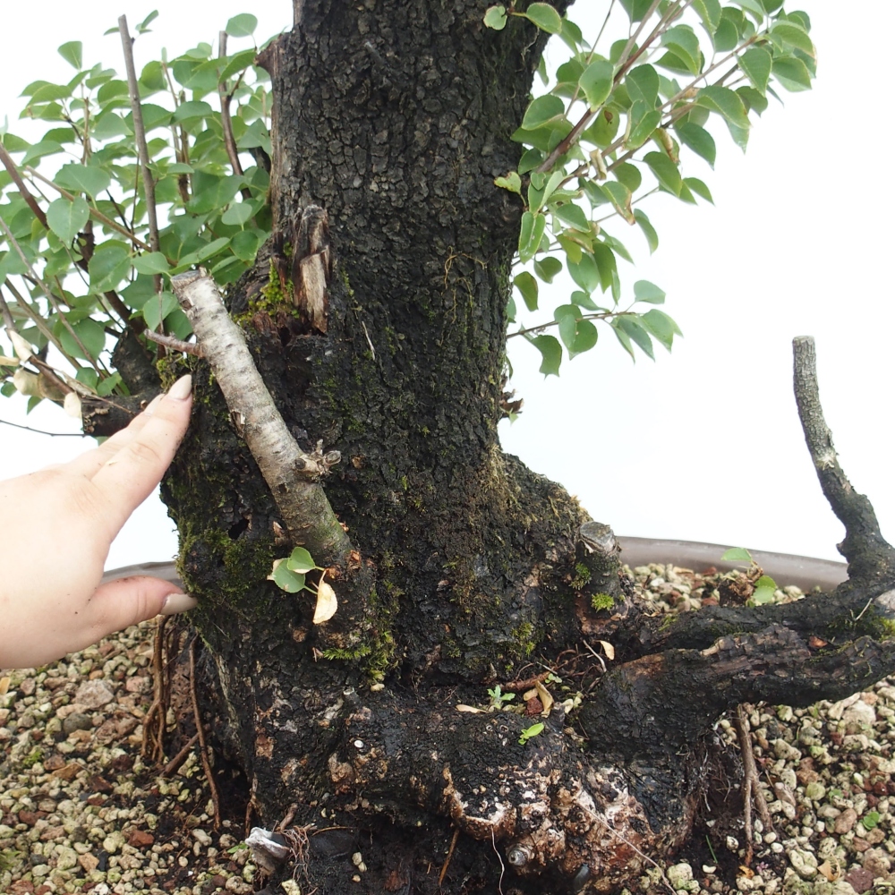 Venkovní bonsai - Mahalebka - Prunus mahaleb