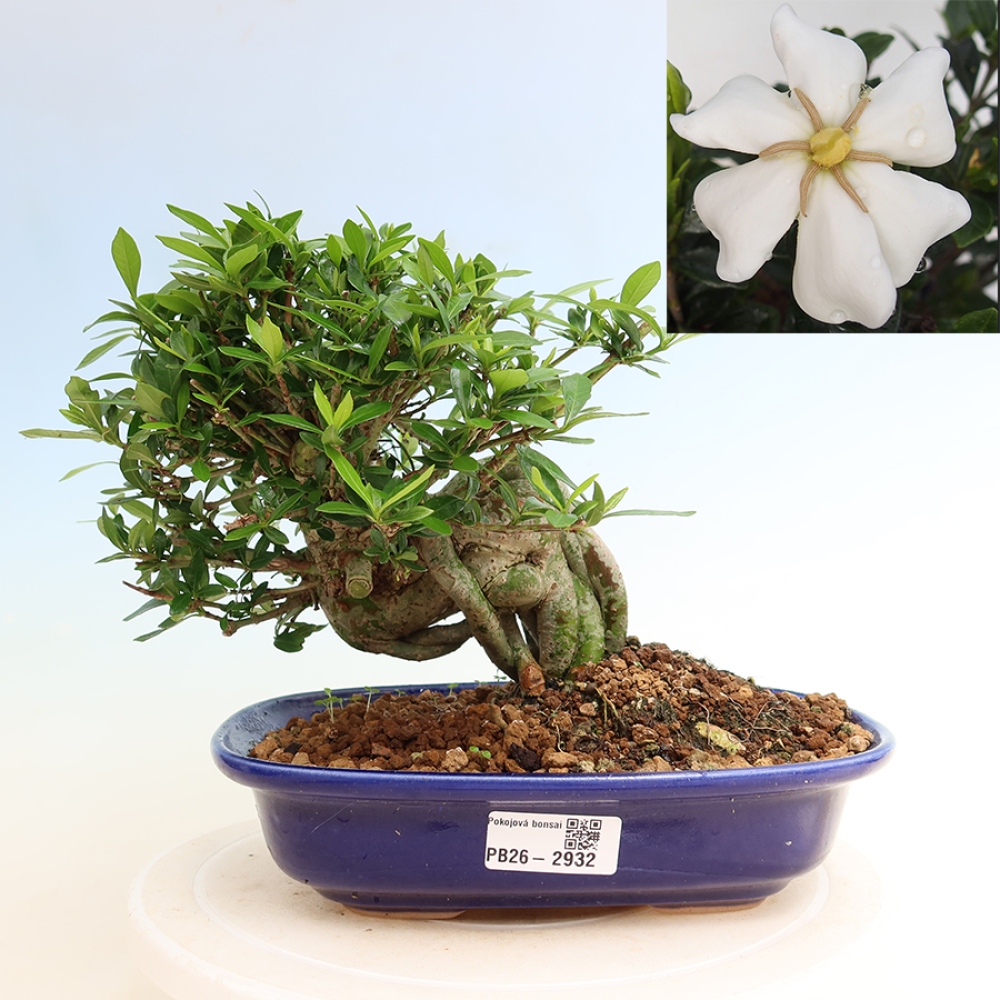 Pokojová bonsai - Gardenia jasminoides-Gardenie