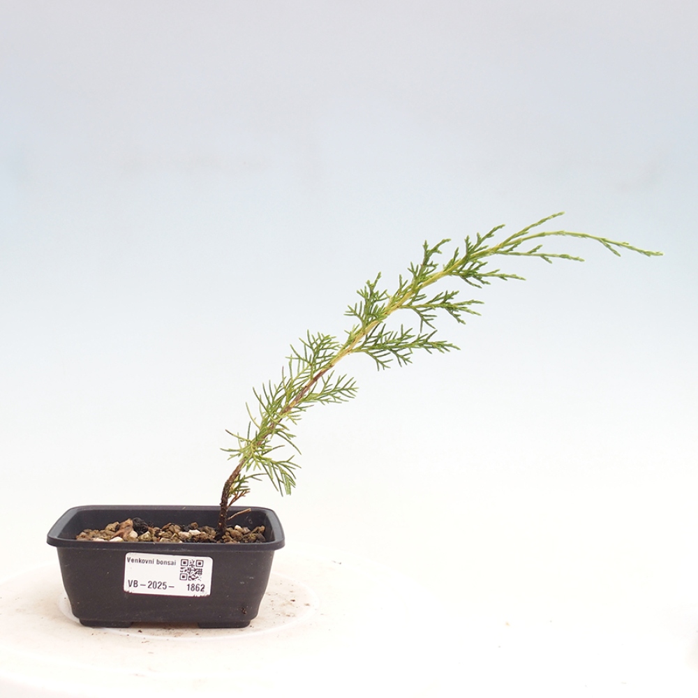 Venkovní bonsai - Juniperus chinensis Itoigawa -Jalovec čínský