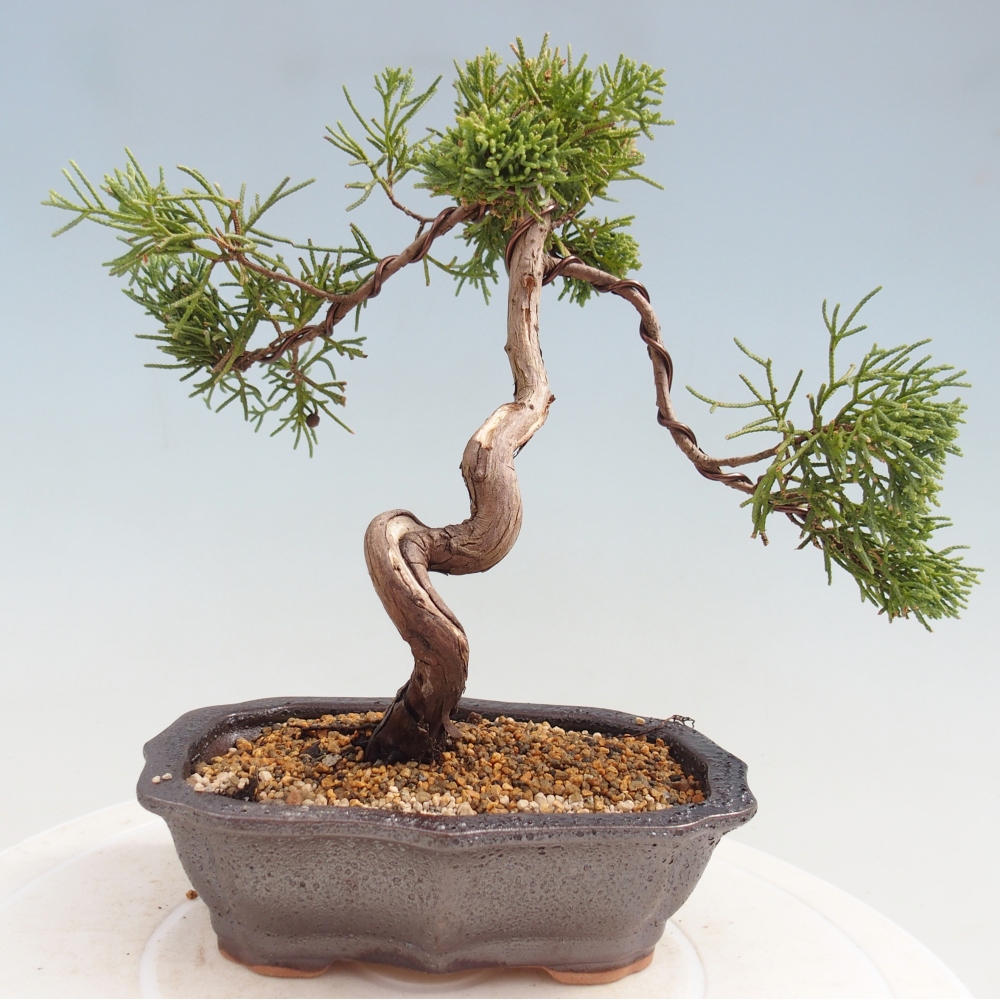 Venkovní bonsai - Juniperus chinensis Kishu -Jalovec čínský