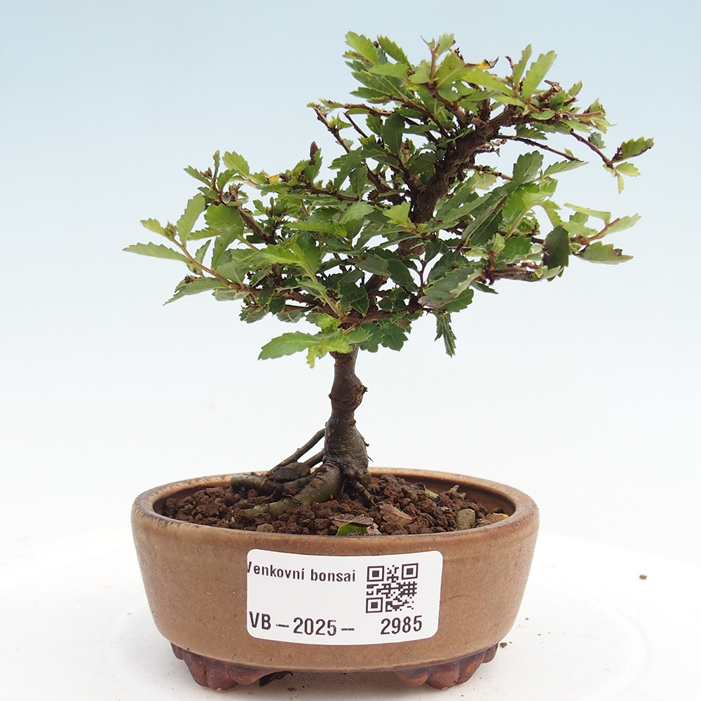 Venkovní bonsai - Ulmus parvifolia Sagei - Malolistý jilm