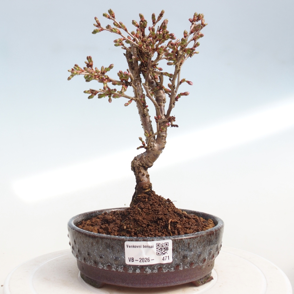 Venkovní bonsai - Prunus incisa Kojou-no mai-Slivoň vyříznutá
