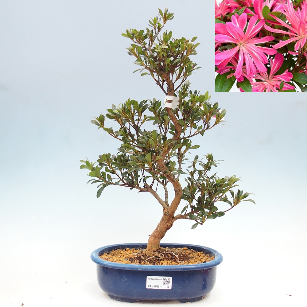 Venkovní bonsai - Japonská azalka - Azalea HANABIN
