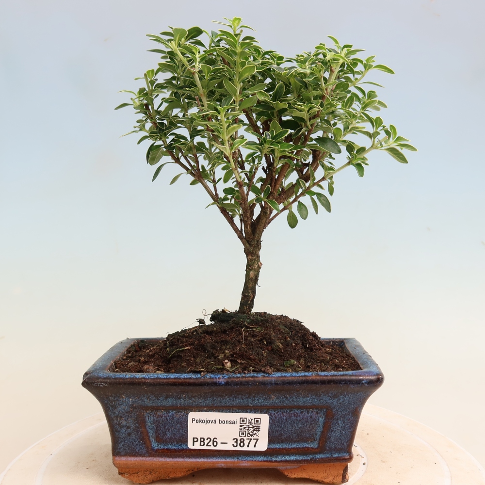 Pokojová bonsai - Serissa foetida Variegata - Strom tisíce hvězd