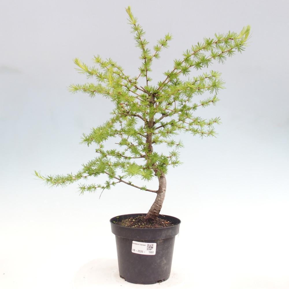 Venkovní bonsai -Larix decidua - Modřín opadavý 