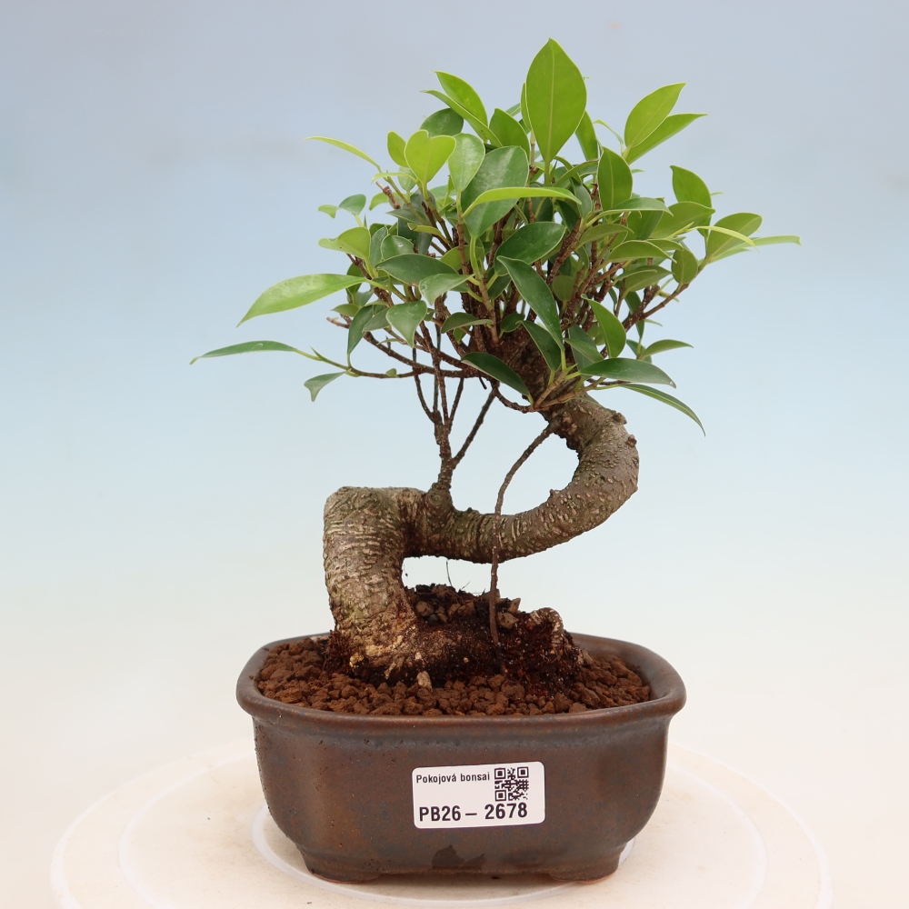 Pokojová bonsai - Ficus kimmen -  malolistý fíkus