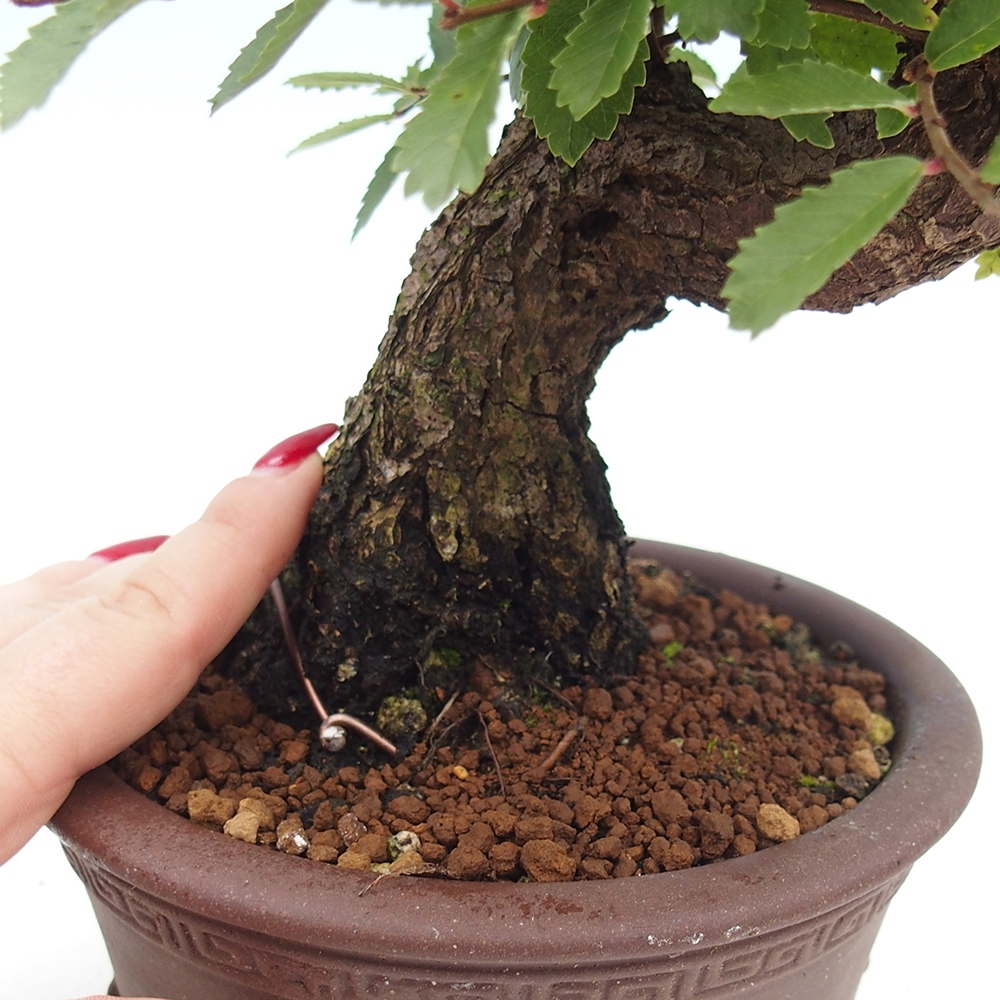 Venkovní bonsai - Zelkova - Zelkova serrata