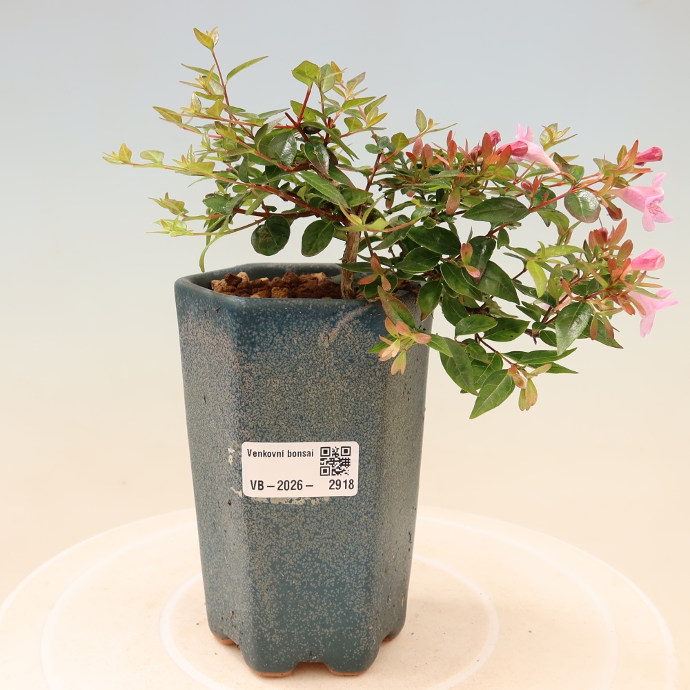 Venkovní bonsai - Abelia Edward Goucher - Abélie velkokvětá