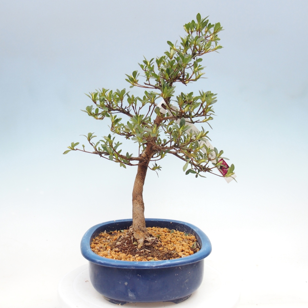 Venkovní bonsai - Japonská azalka - Azalea MURASAKI