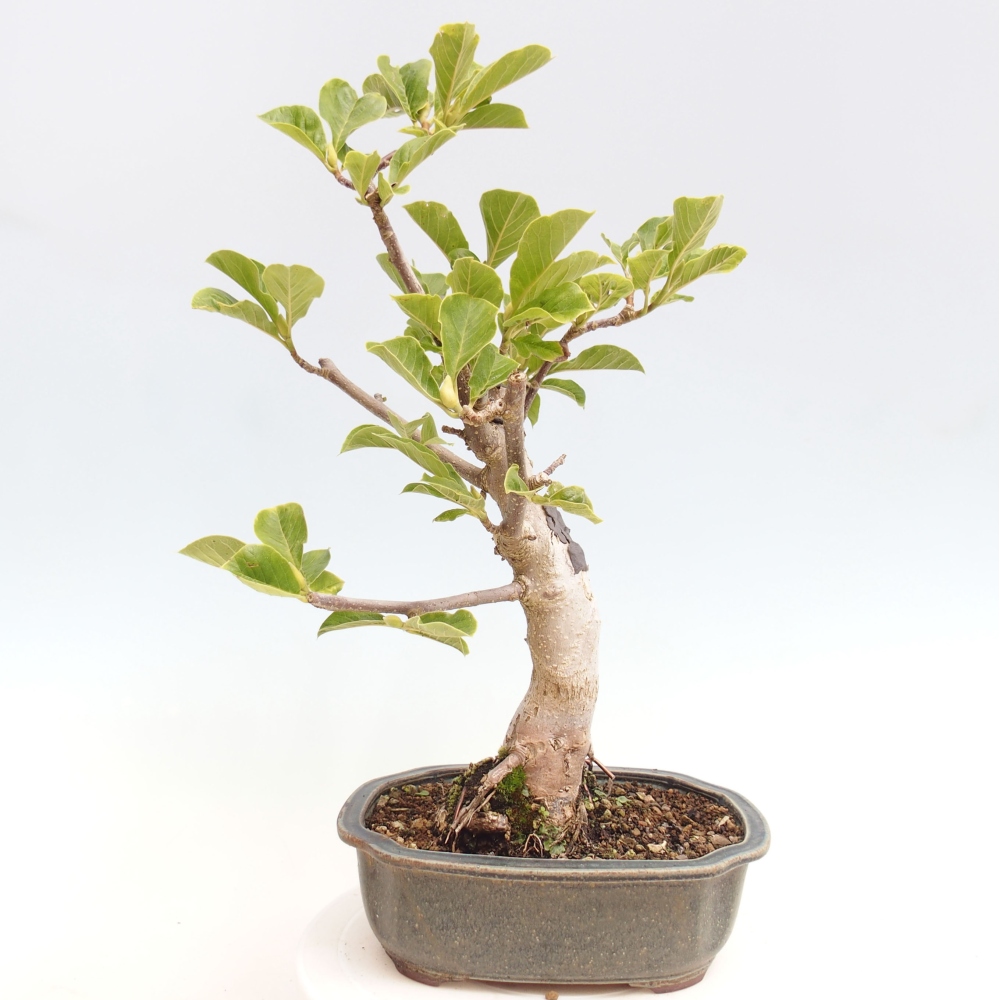 Venkovní bonsai - Magnolia Black Tulip  -  Magnolie