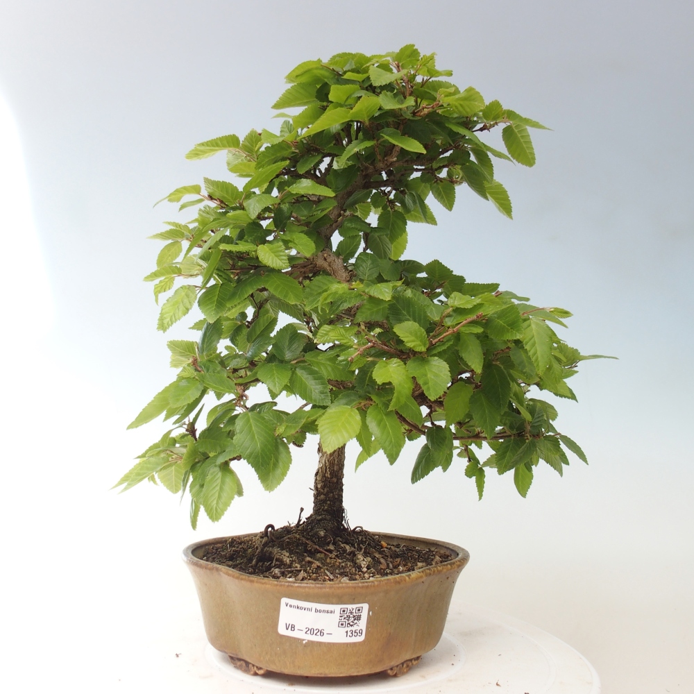Venkovní bonsai -Carpinus CARPINOIDES - Habr korejský