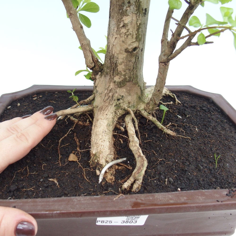 Pokojová bonsai - Duranta erecta Aurea