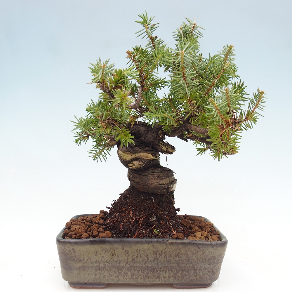Venkovní bonsai - Jalovec rigida - Juniperus rigida