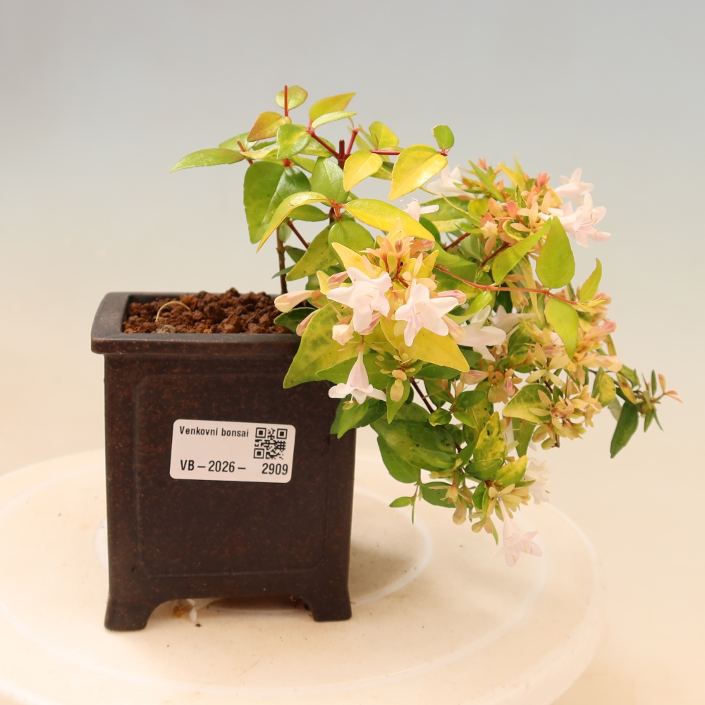 Venkovní bonsai - Abelia gr. Kleidoscope - Abélie velkokvětá