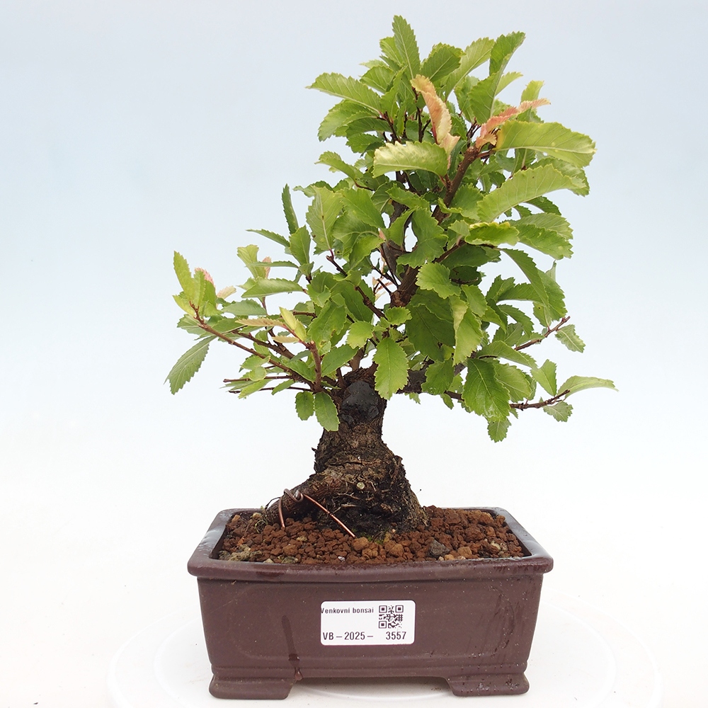 Venkovní bonsai - Zelkova - Zelkova NIRE
