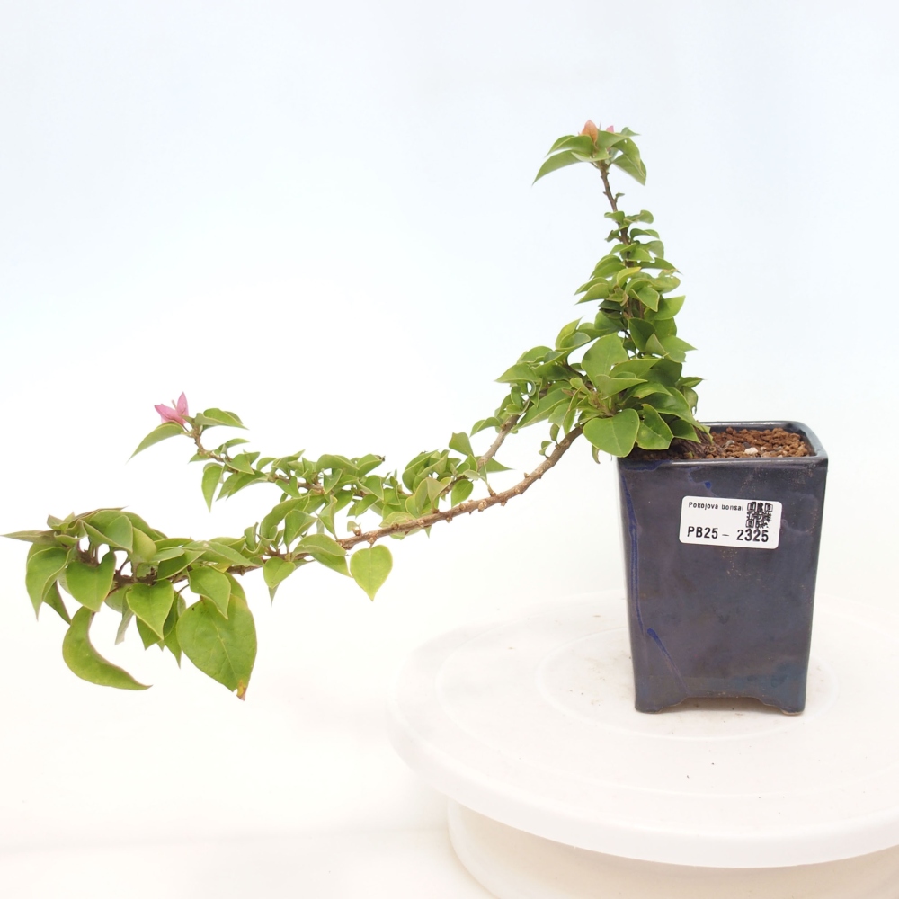 Pokojová bonsai - Bouganwilea