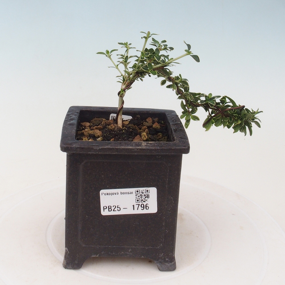 Pokojová bonsai - Serissa foetida Variegata - Strom tisíce hvězd