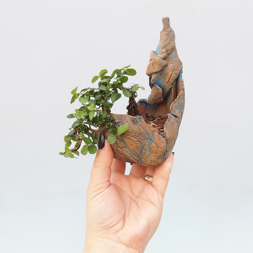 Pokojová bonsai - Grewia sp. - Grewie malolistá