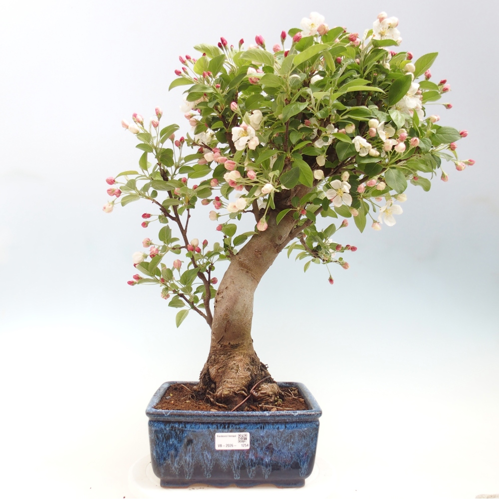 Venkovní bonsai -Malus halliana - Maloplodá jabloň