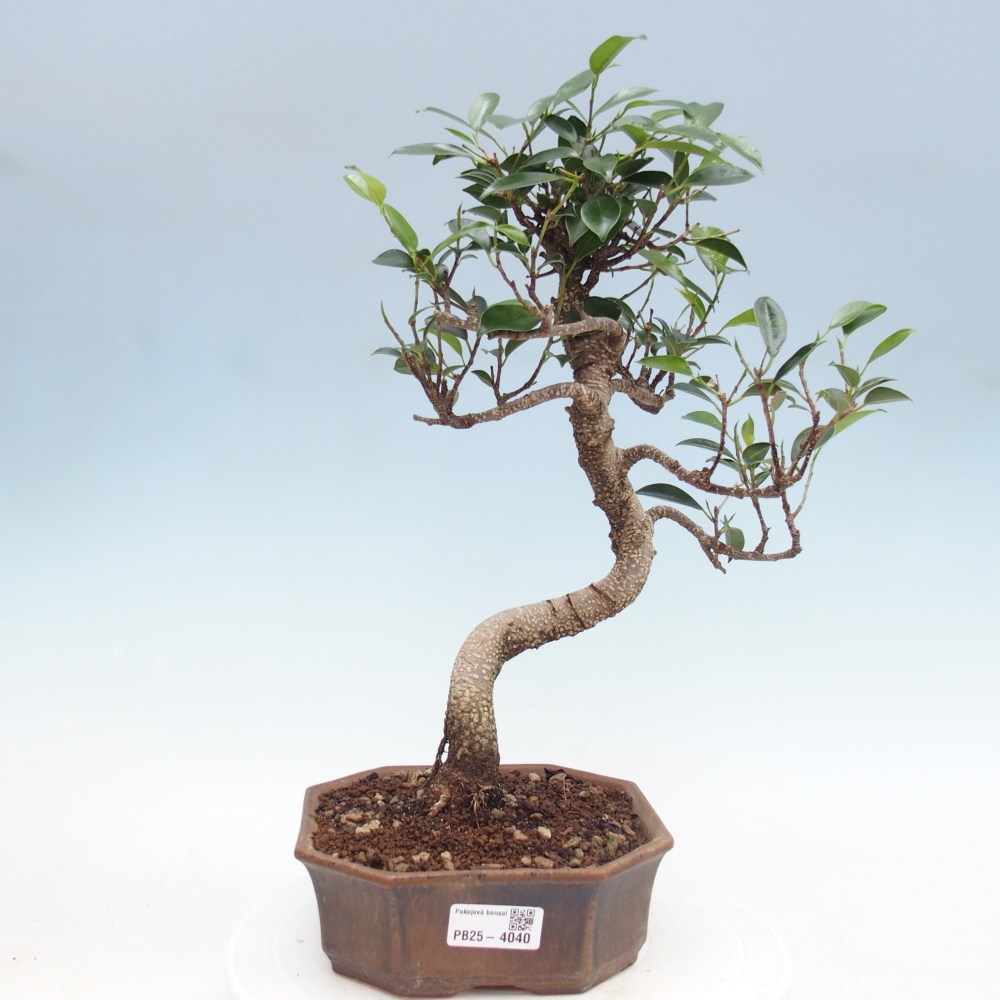 Pokojová bonsai - Ficus retusa -  malolistý fíkus