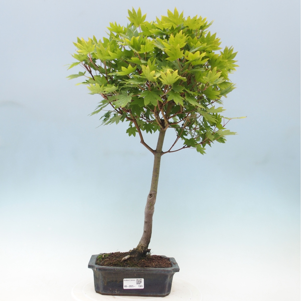 Venkovní bonsai - Javor palmatum katsura GISAN - Javor dlanitolistý