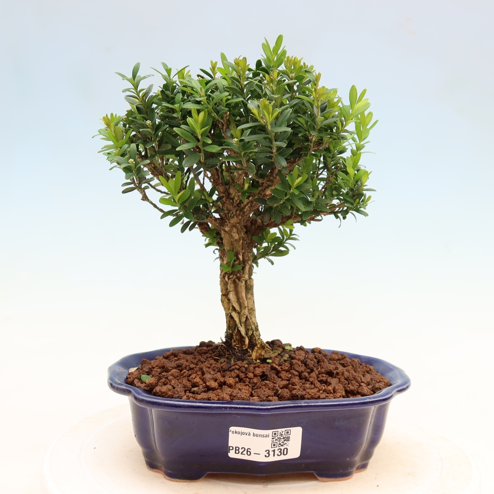 Pokojová bonsai - Buxus harlandii -korkový buxus