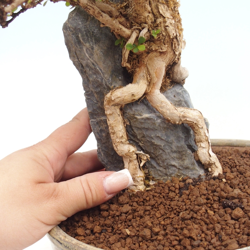 Venkovní bonsai - Berberis coreana - Dřištál korejský